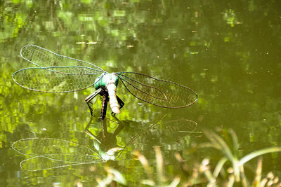 Close-up of damselfly perching on leaf