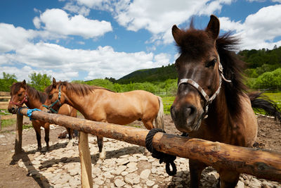 Horses standing on field against sky