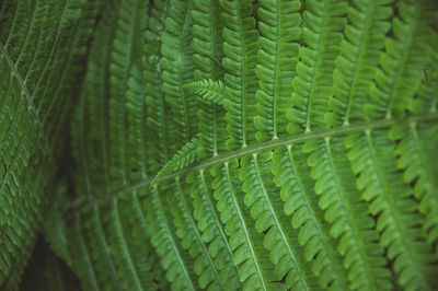 Full frame shot of palm leaf