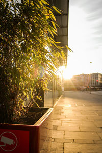 Sun shining through trees