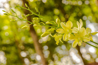 Close-up of yellow flowering plant