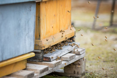 Close-up of bees on wood