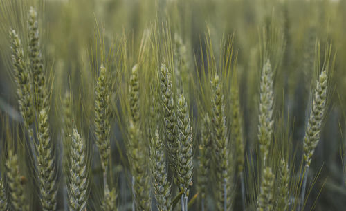 Close-up of stalks in wheat field