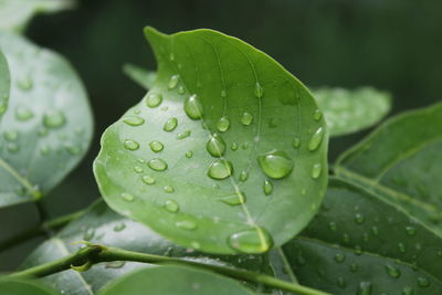 Close-up of raindrops on leaves