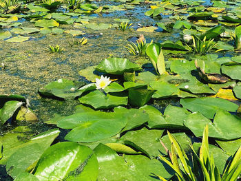 High angle view of water lily in lake