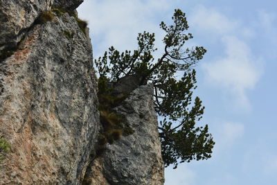 Low angle view of rock formation on tree against sky
