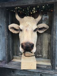 View of cow on wood