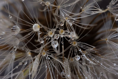 Close-up of white dandelion