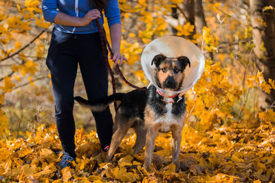 Low section of man with dogs on field