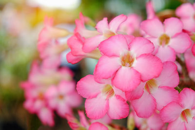 Close-up of pink flowers