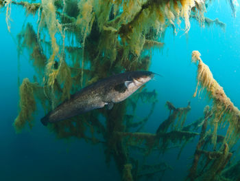 Fish swimming in sea