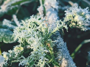 Close-up of frozen plant