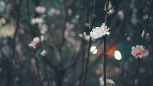 Close-up of white flowering plant