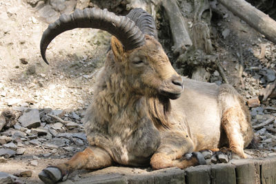 Lion sitting on rock