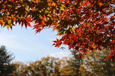 Low angle view of maple leaves on tree during autumn