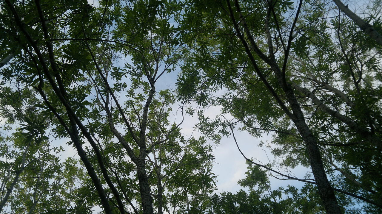 tree, low angle view, growth, branch, tranquility, nature, beauty in nature, forest, sky, tree trunk, green color, day, scenics, tranquil scene, outdoors, no people, backgrounds, full frame, leaf, lush foliage