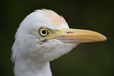 Close-up of owl