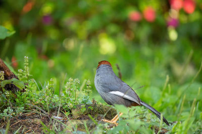 Close-up of a bird perching on a field