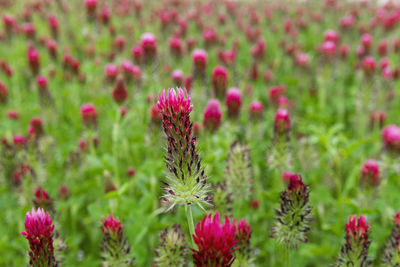 Close-up of fresh pink flowers in field