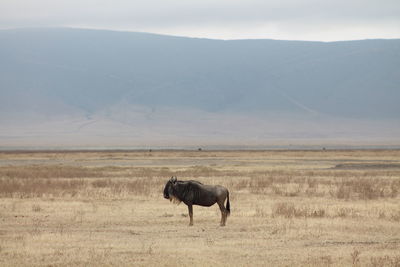 Wildebeest standing on field against sky