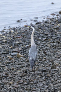 View of bird on beach