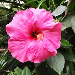 Close-up of pink hibiscus flower