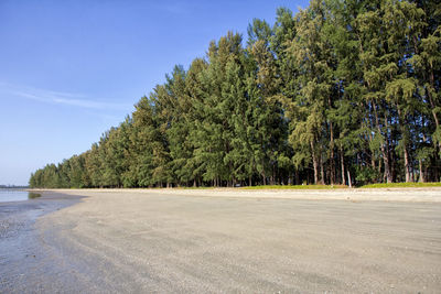 Empty road amidst trees against sky