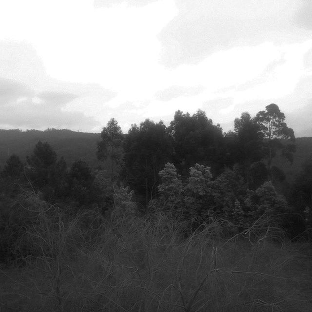 tree, tranquil scene, tranquility, sky, scenics, beauty in nature, landscape, nature, growth, cloud - sky, non-urban scene, forest, idyllic, mountain, outdoors, field, no people, day, cloudy, remote