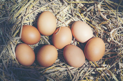 High angle view of eggs in nest