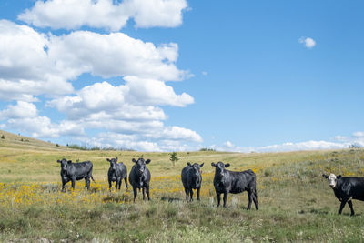 Horses in a field