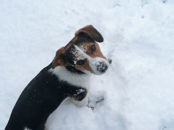 Innocent puppy in snow