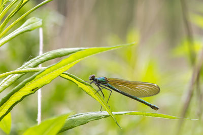 Close-up of insect on plant