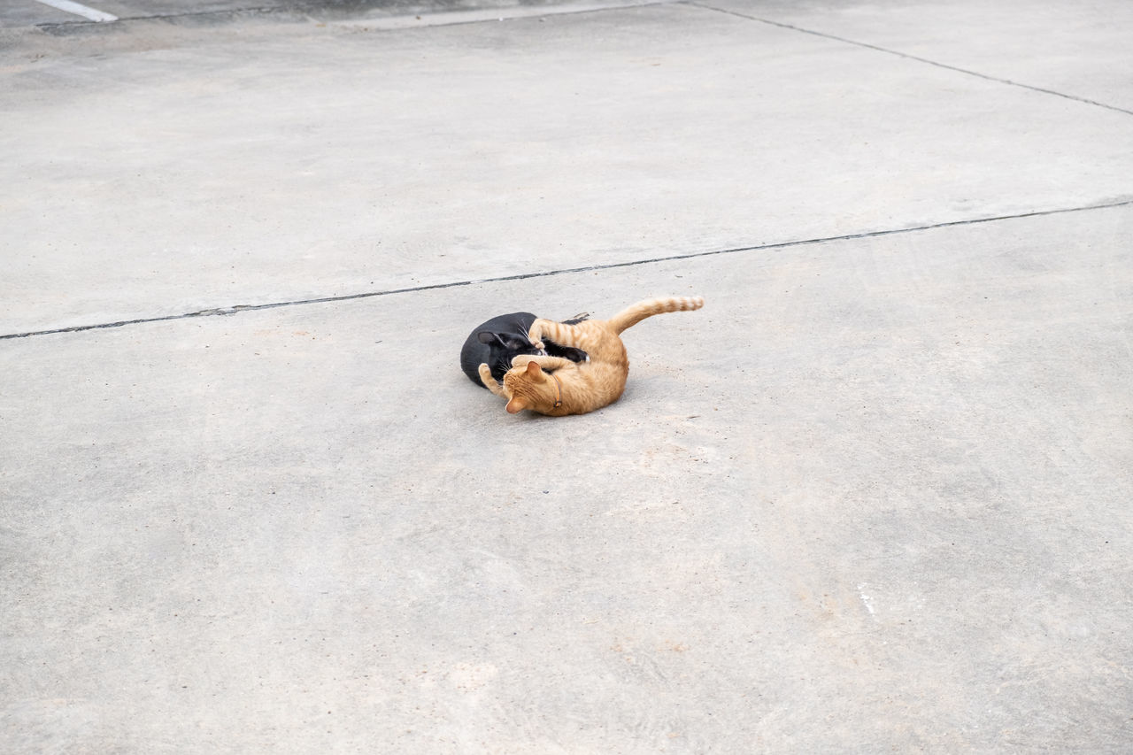 HIGH ANGLE VIEW OF A DOG ON THE GROUND