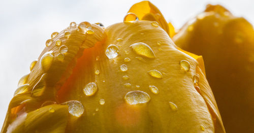 Close-up of apple against white background