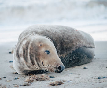 Close-up of a seal lying on beach