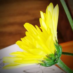 Close-up of yellow flower