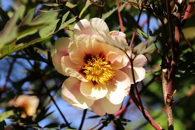 Close-up of white flowering plant