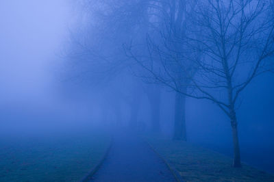 Bare trees by road during foggy weather