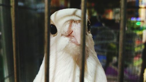 Close-up of bird in cage