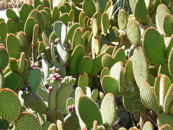 High angle view of cactus plant