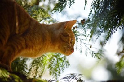 Close-up of cat outdoors