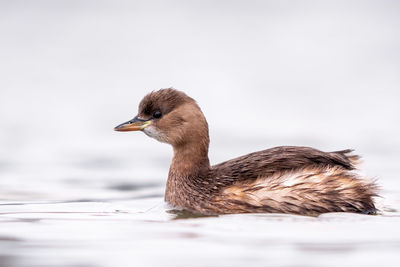 Close-up of duck swimming in a water