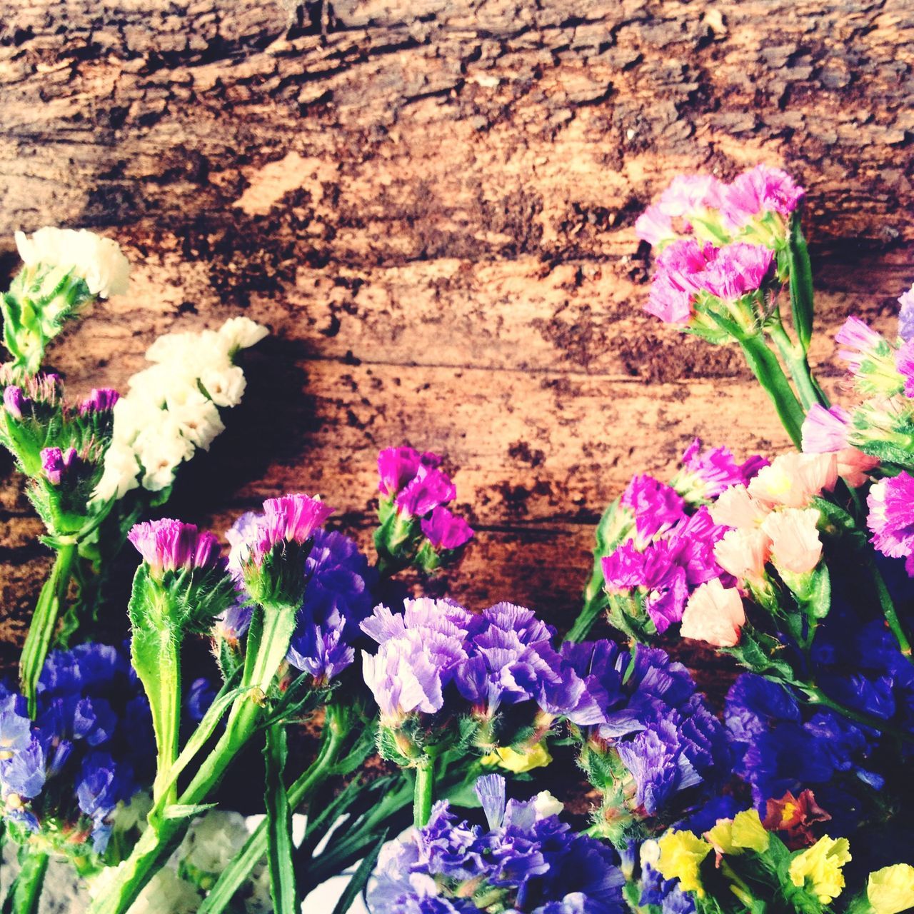 flower, purple, freshness, fragility, petal, growth, plant, beauty in nature, nature, leaf, flower head, high angle view, blooming, pink color, close-up, full frame, outdoors, no people, in bloom, botany