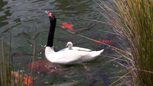 Close-up of swan swimming in lake