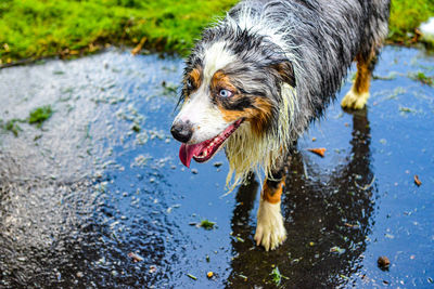 High angle view of wet dog