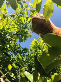 Low angle view of cat on tree against blue sky