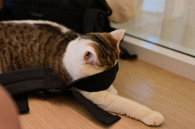 Close-up of cat sitting on floor at home