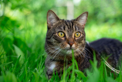 Close-up of cat