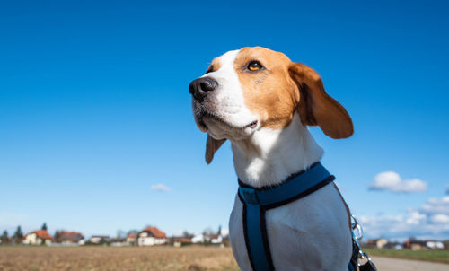 Close-up of dog looking away against blue sky