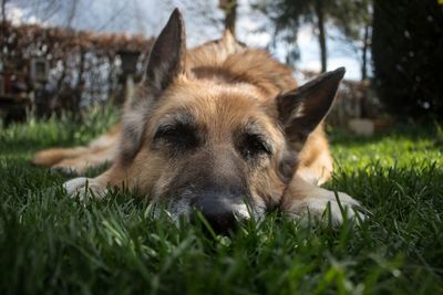 Close-up of dog relaxing on grass